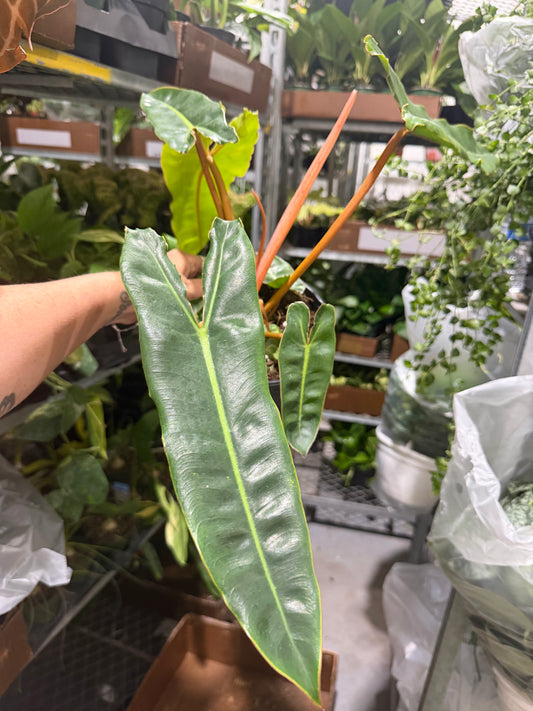 Philodendron Billie 6”