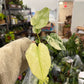Monstera Mint 4”