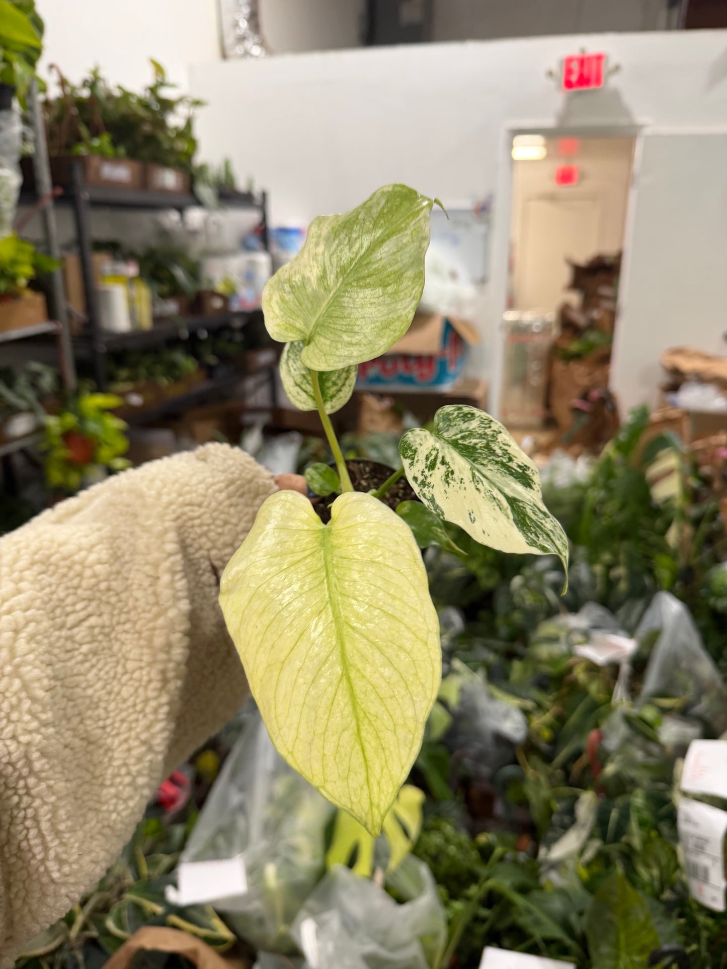 Monstera Mint 4”
