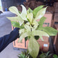 Philodendron Florida Ghost 6”
