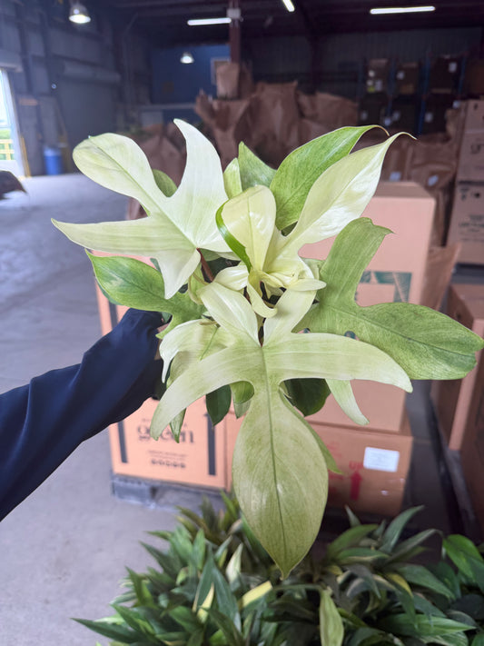 Philodendron Florida Ghost 6”
