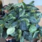 Alocasia Dragon Scale Mint 4”