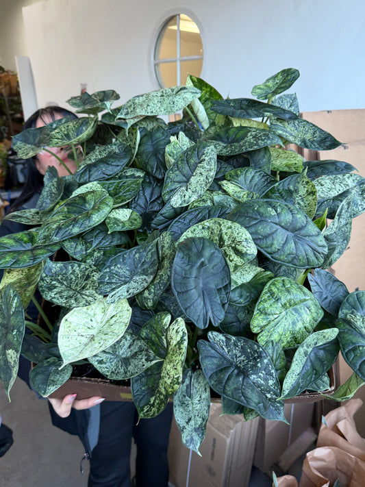 Alocasia Dragon Scale Mint 4”