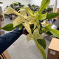 Philodendron Florida Ghost 6”