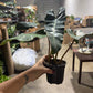 Philodendron Black Billie 4”