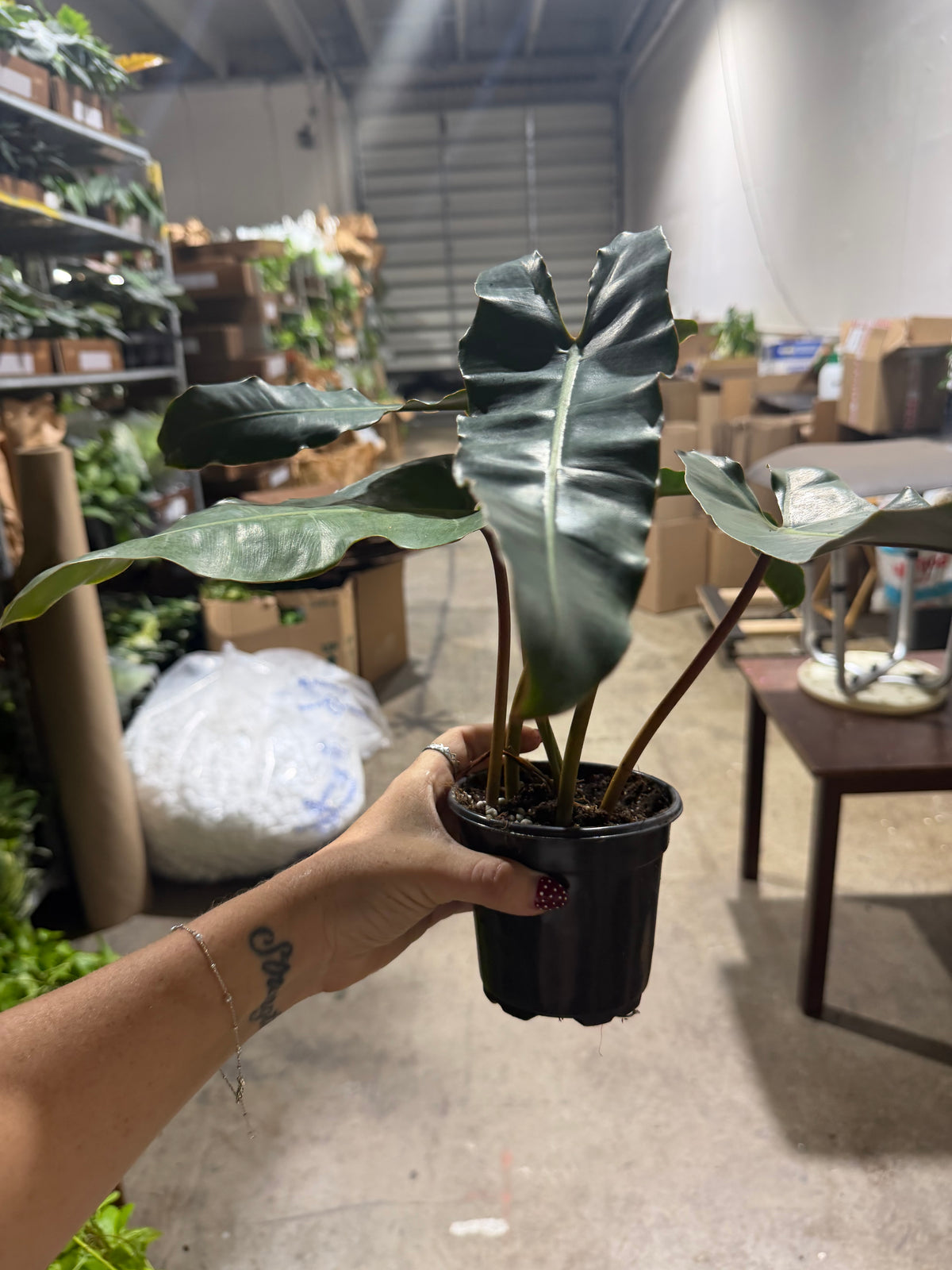 Philodendron Black Billie 4”