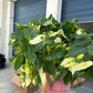 6” Burle Marx Philodendron Variegated