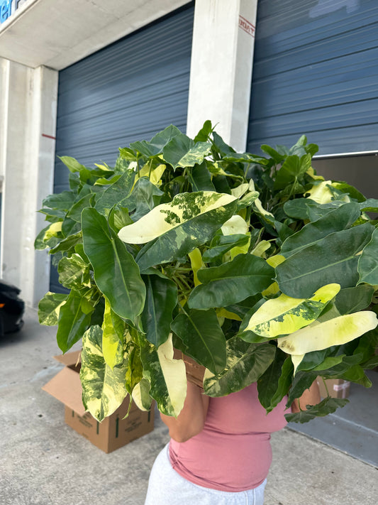 6” Burle Marx Philodendron Variegated