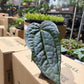 Anthurium Luxurians Hybrid 4”
