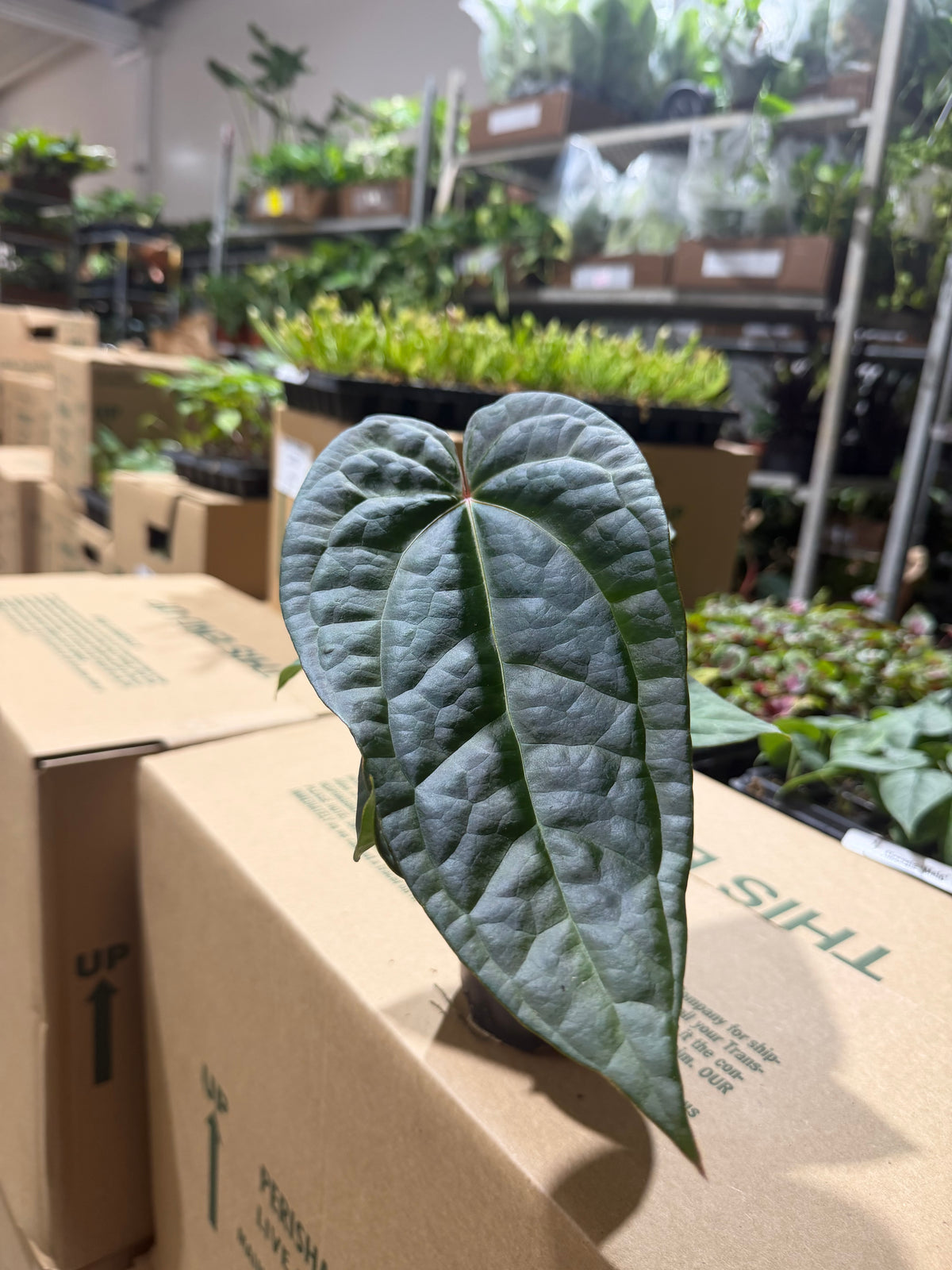 Anthurium Luxurians Hybrid 4”