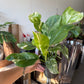 Monstera Lechleriana Albo 6”
