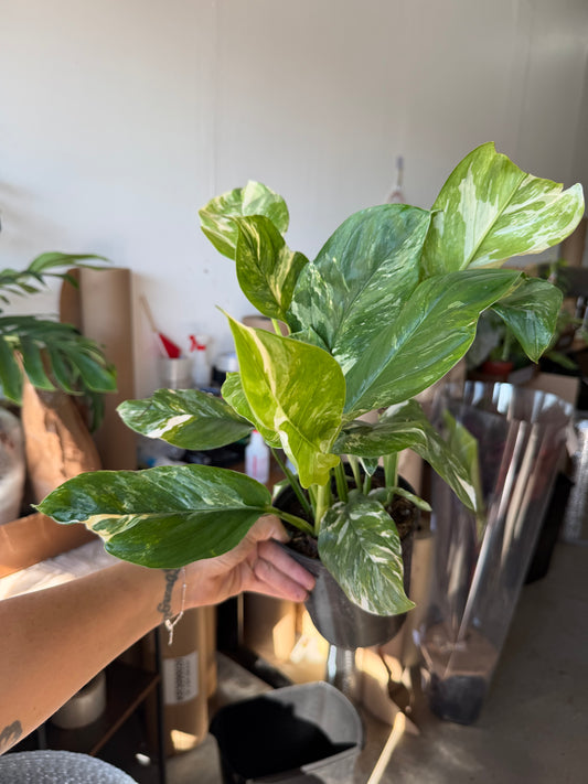 Monstera Lechleriana Albo 6”
