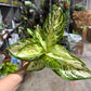 Algonema Platinum White 4”