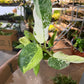 Philodendron Jose Bueno 4”