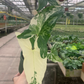 Syngonium Albo 4” sellers choice - PlantlyAddicted