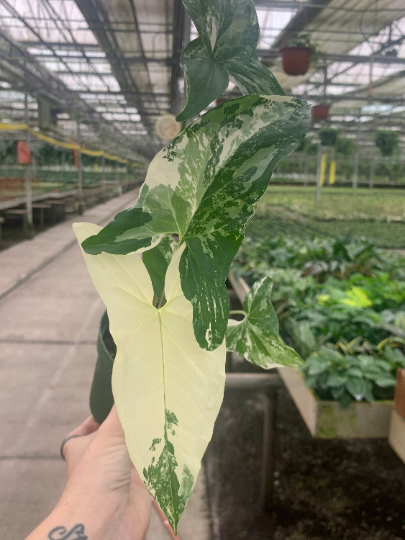 Syngonium Albo 4” sellers choice - PlantlyAddicted