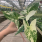 Syngonium Albo 4” sellers choice - PlantlyAddicted