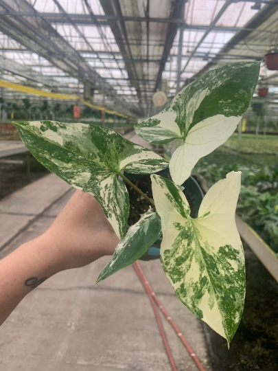 Syngonium Albo 4” sellers choice - PlantlyAddicted