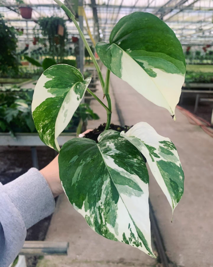 Albo pinnatum (sellers choice) 4” - PlantlyAddicted