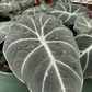 Alocasia Black Velvet 4” Live plant - PlantlyAddicted