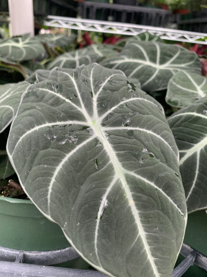 Alocasia Black Velvet 4” Live plant - PlantlyAddicted