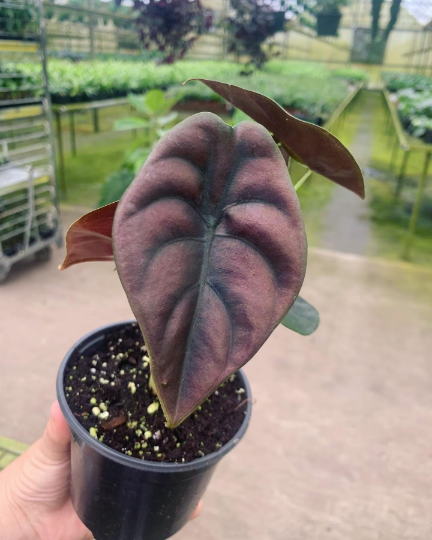 Alocasia Cupera - red secret - PlantlyAddicted