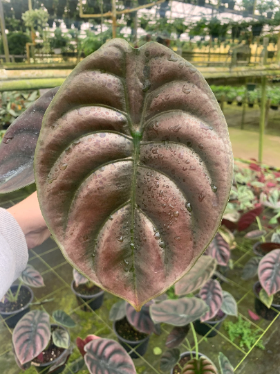 Alocasia Cupera 6” XL - PlantlyAddicted