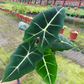 Alocasia Frydek 6” - PlantlyAddicted