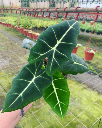 Alocasia Frydek 6” - PlantlyAddicted