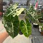 Alocasia Frydek Variegated 4” - PlantlyAddicted