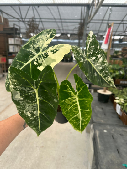 Alocasia Frydek Variegated 4” - PlantlyAddicted