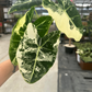 Alocasia Frydek Variegated 4” - PlantlyAddicted