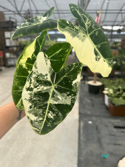 Alocasia Frydek Variegated 4” - PlantlyAddicted