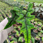 Alocasia Jacklyn 4” - PlantlyAddicted