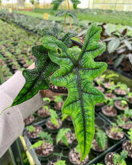 Alocasia Jacklyn 4” - PlantlyAddicted