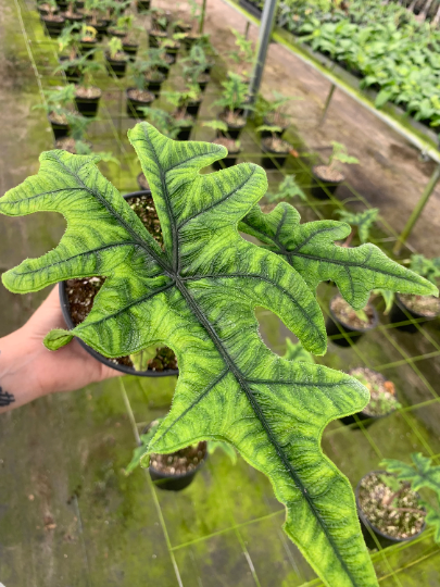 Alocasia Jacklyn 6” - PlantlyAddicted