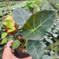 Alocasia Regal Shield 4” - PlantlyAddicted