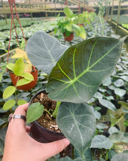 Alocasia Regal Shield 4” - PlantlyAddicted