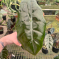 Alocasia chantrieri 4” - PlantlyAddicted