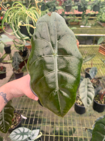 Alocasia chantrieri 4” - PlantlyAddicted