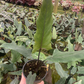 Alocasia purple sword - PlantlyAddicted