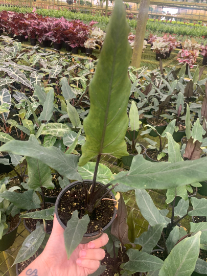 Alocasia purple sword - PlantlyAddicted