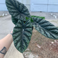 Alocasia quilted dream 6” - PlantlyAddicted