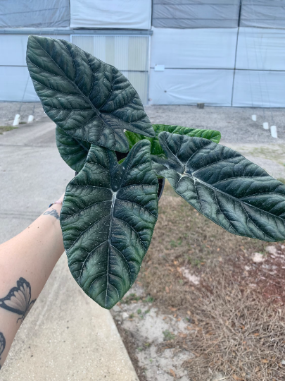 Alocasia quilted dream 6” - PlantlyAddicted