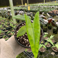 Alocasia reticulata 4” - PlantlyAddicted