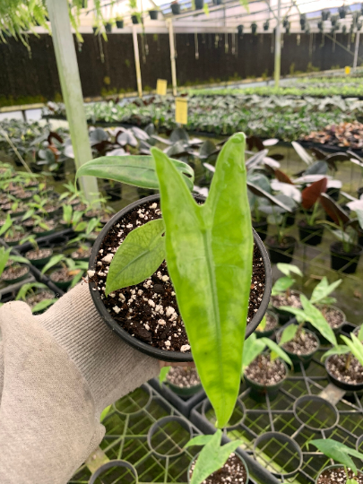 Alocasia reticulata 4” - PlantlyAddicted