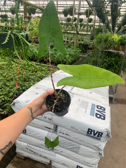 Alocasia zebrina 4” - PlantlyAddicted