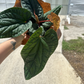 Anthurium radicans x luxurians 6” - PlantlyAddicted