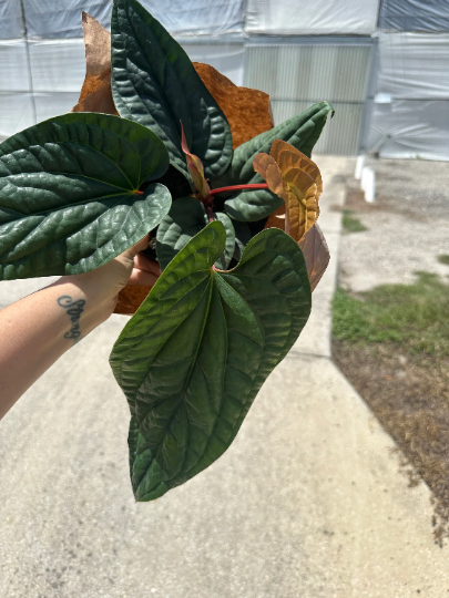 Anthurium radicans x luxurians 6” - PlantlyAddicted