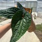 Anthurium radicans x luxurians 6” - PlantlyAddicted